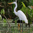 Grande Aigrette