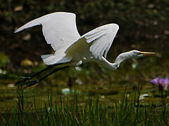 Great Egret