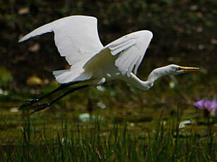 Grande Aigrette