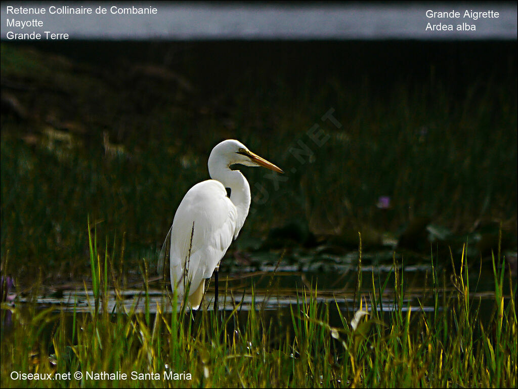 Great Egretadult breeding, identification, habitat, Behaviour