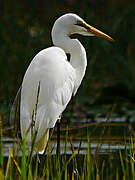 Grande Aigrette