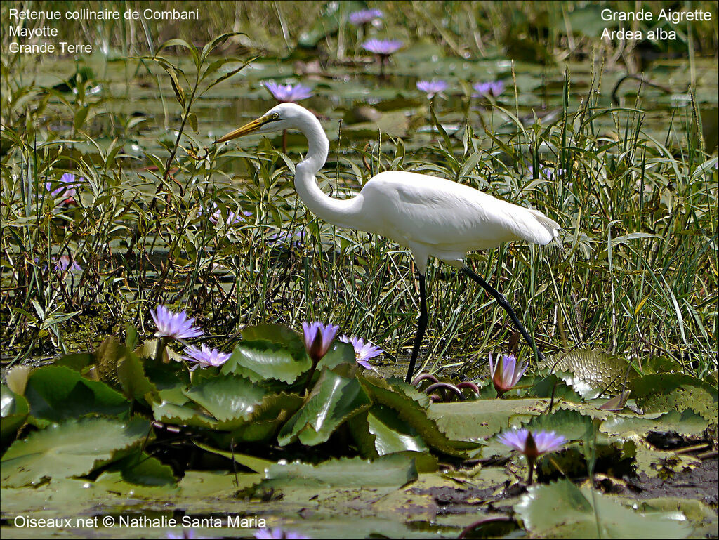 Great Egretadult breeding, identification, habitat, eats, Behaviour