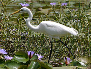 Grande Aigrette