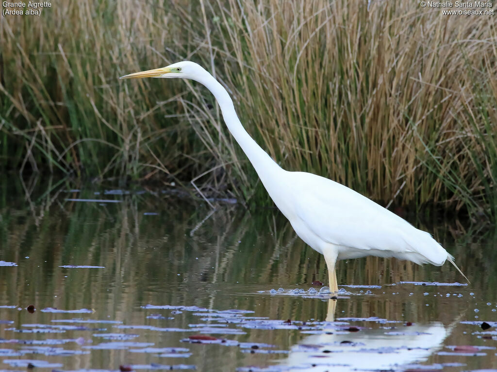 Great Egretadult, identification, habitat, walking, fishing/hunting, Behaviour