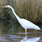 Grande Aigrette