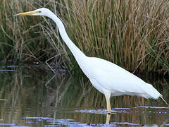 Grande Aigrette