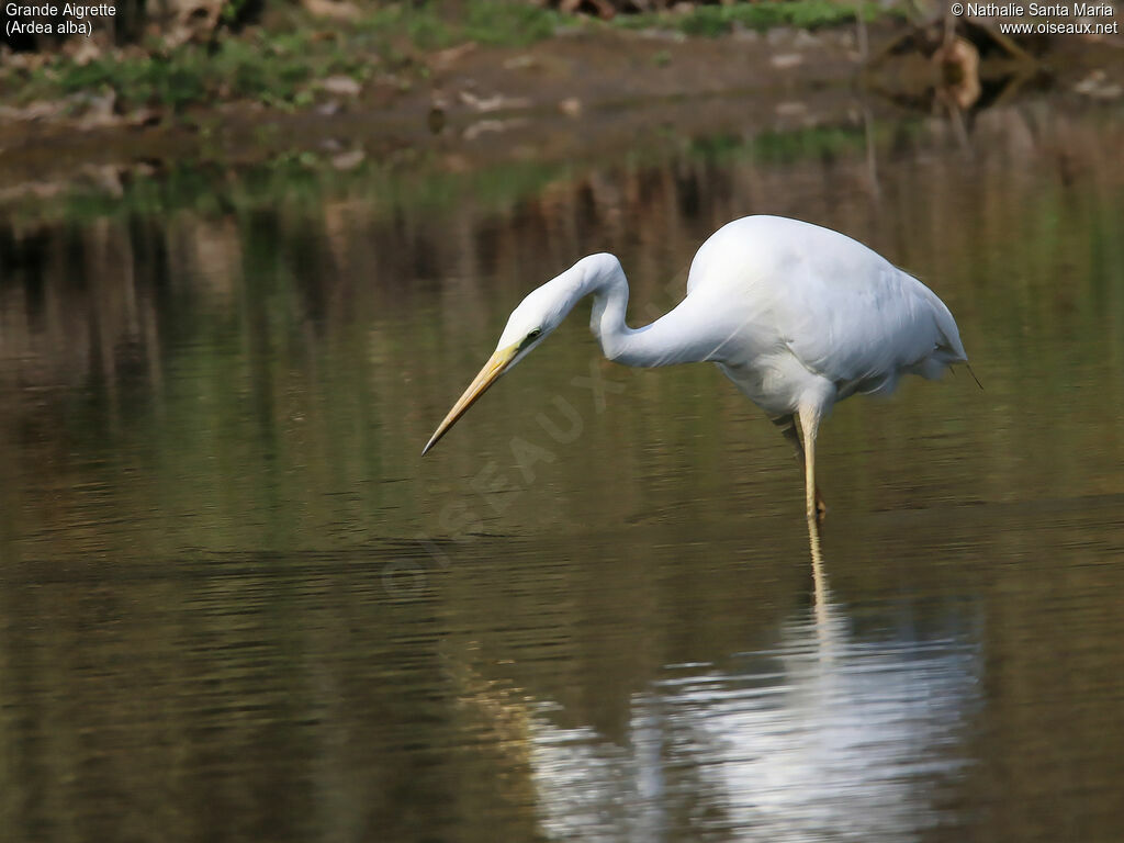 Grande Aigretteadulte, identification, habitat, marche, pêche/chasse, Comportement