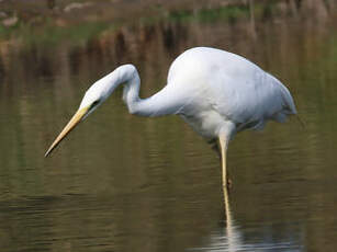 Grande Aigrette