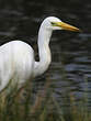 Grande Aigrette