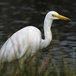 Grande Aigrette