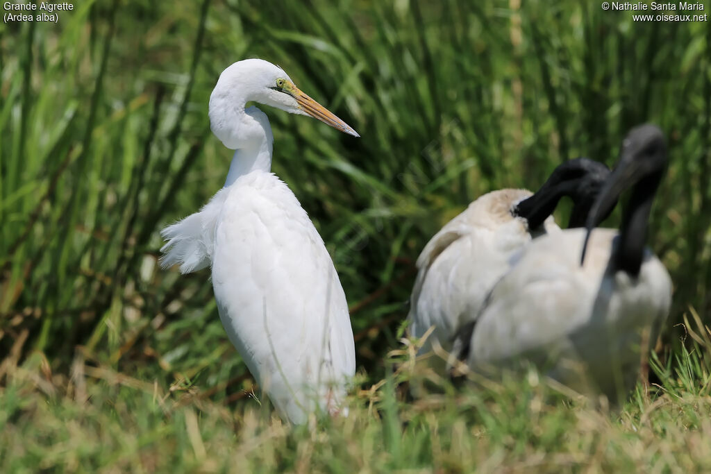 Great Egretadult, identification, habitat