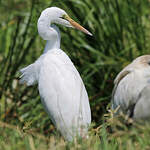 Grande Aigrette