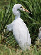 Great Egret