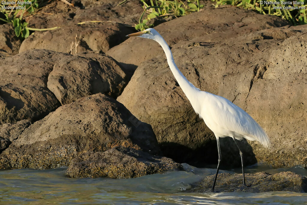 Grande Aigretteadulte, identification, habitat