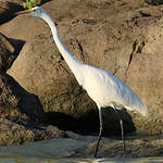 Grande Aigrette