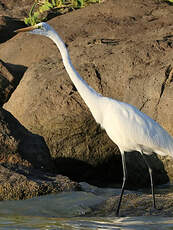 Grande Aigrette