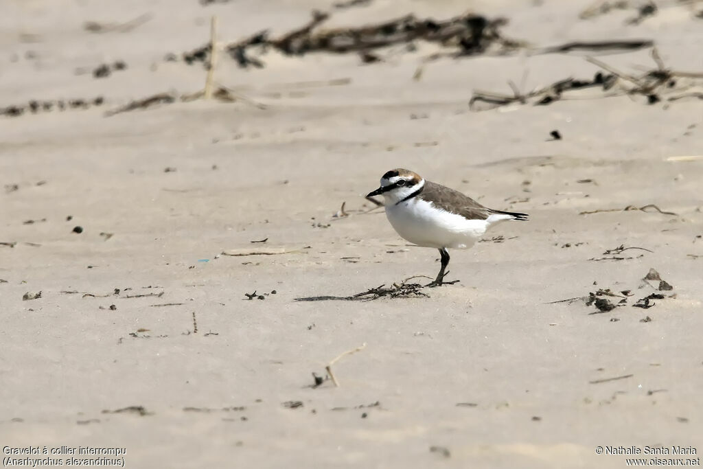 Kentish Plover male adult breeding, identification, walking