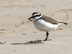 Kentish Plover