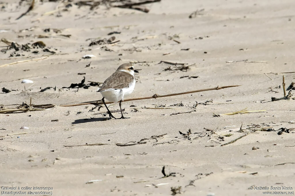 Gravelot à collier interrompu femelle adulte, identification, marche