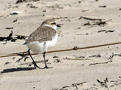 Kentish Plover