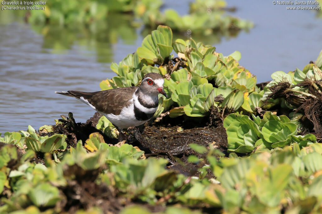 Three-banded Ploveradult, identification, habitat, walking