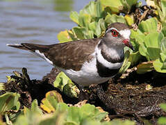 Three-banded Plover