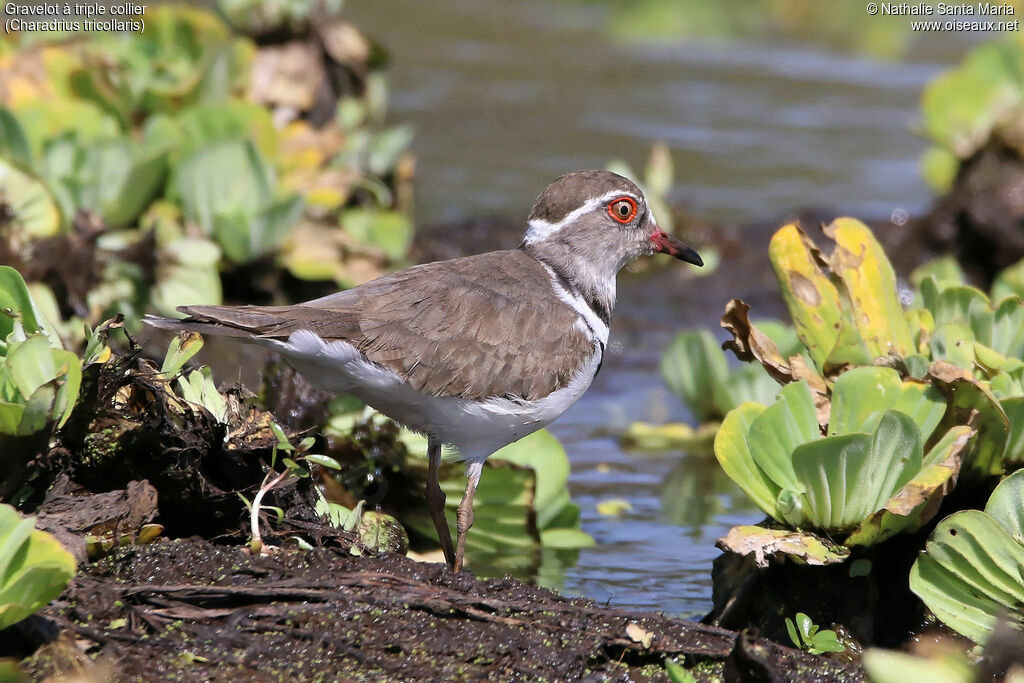 Three-banded Ploveradult, identification, habitat