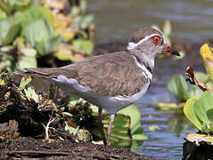 Three-banded Plover