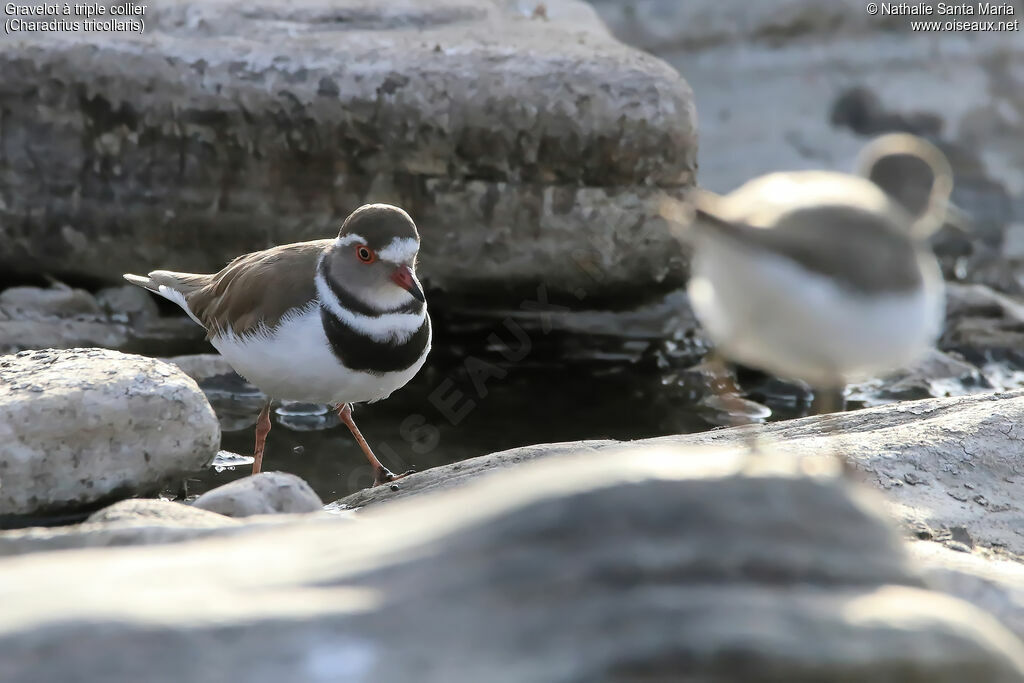 Three-banded Ploveradult, identification, habitat, walking