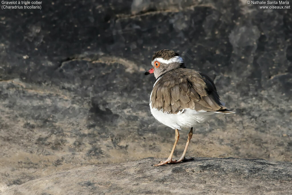 Three-banded Ploveradult, identification