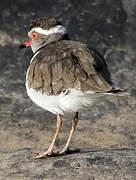 Three-banded Plover