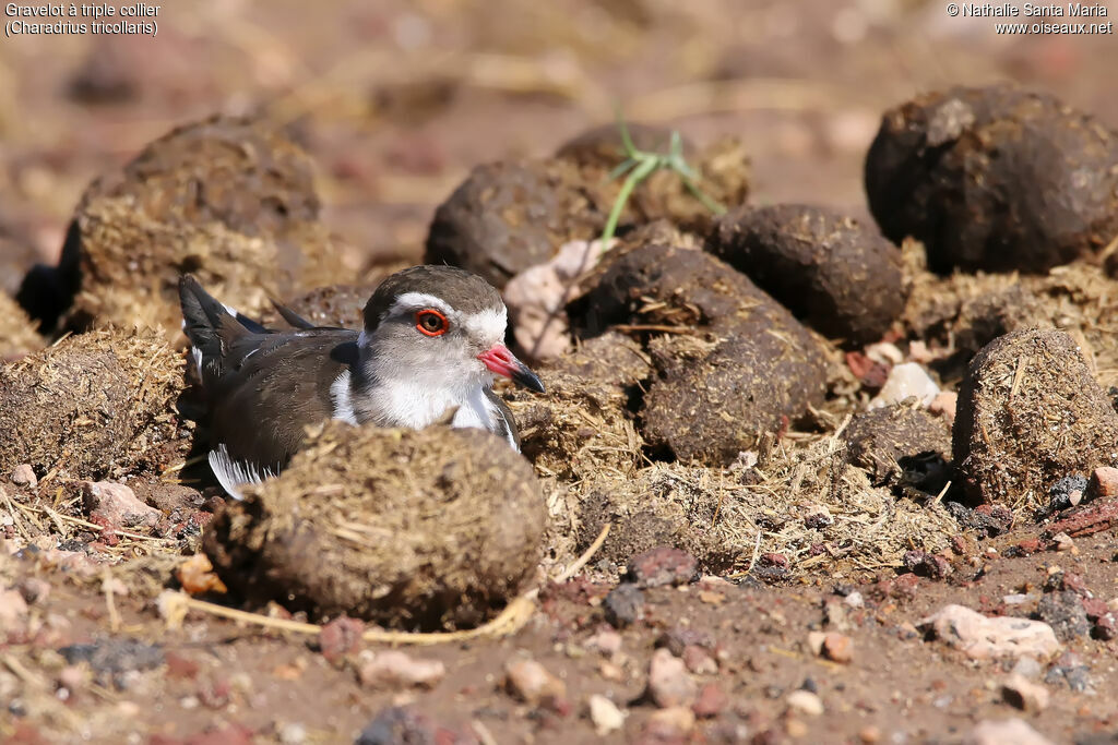 Three-banded Ploveradult, identification, habitat, Behaviour