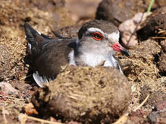 Three-banded Plover