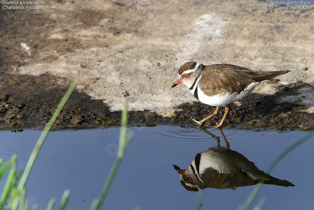 Three-banded Ploveradult, identification, habitat, walking