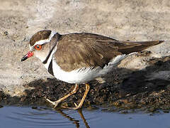 Three-banded Plover