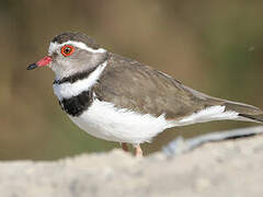 Three-banded Plover