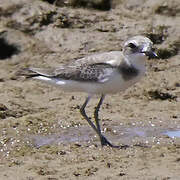 Greater Sand Plover