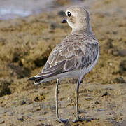 Greater Sand Plover