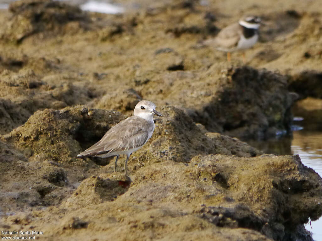 Gravelot de Leschenaultadulte internuptial