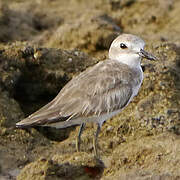 Greater Sand Plover