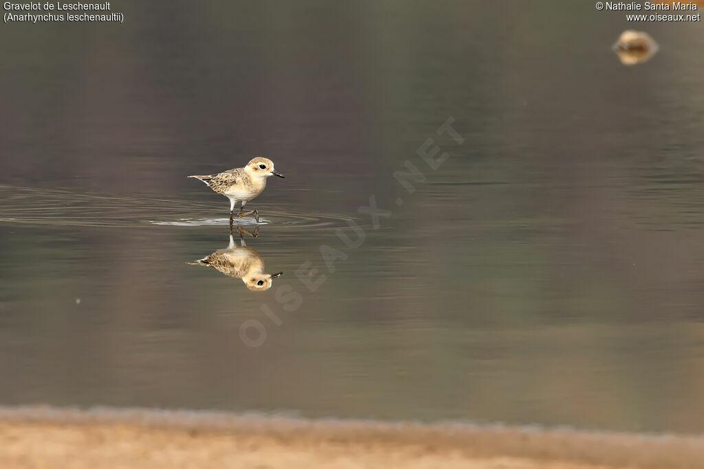 Greater Sand Ploveradult, identification, habitat, walking