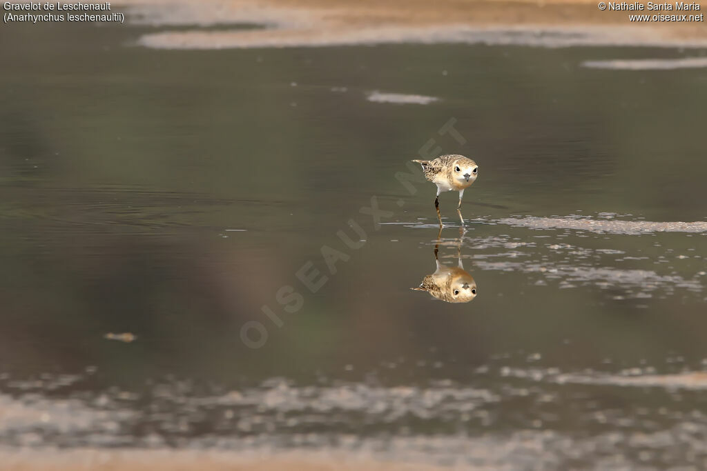 Greater Sand Ploveradult, identification, habitat