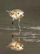 Greater Sand Plover