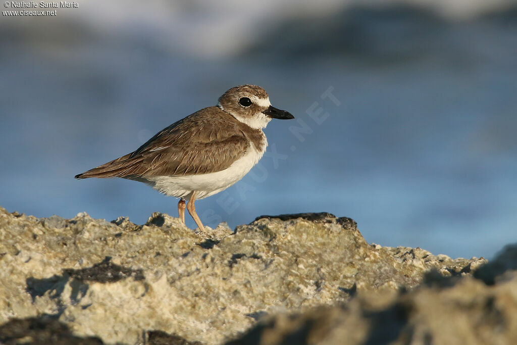 Wilson's Ploveradult, identification