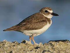 Wilson's Plover