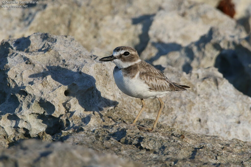 Wilson's Ploveradult post breeding, identification