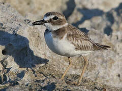 Wilson's Plover