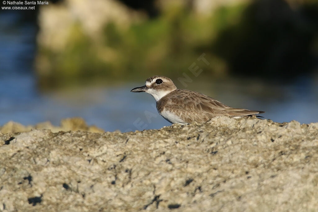 Wilson's Ploveradult post breeding, identification