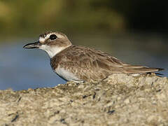 Wilson's Plover