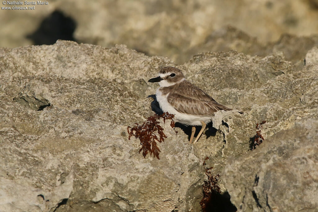 Wilson's Ploveradult post breeding, habitat